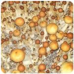 Псилоцибиновые (галлюциногенные)  грибы Psilocybin "Golden Teacher" в Александровском