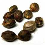 Семена марихуаны АК-47  (Seeds AK-47) в Александровском
